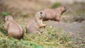 Black-tailed prairie dog Cynomys ludovicianus eating grass stalks, closeup detail, another blurred animals in foreground Royalty Free Stock Photo