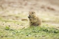 Black-tailed prairie dog Cynomys ludovicianus eating vegtables Royalty Free Stock Photo