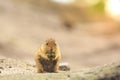 Black-tailed prairie dog Cynomys ludovicianus eating vegtables Royalty Free Stock Photo