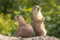 Black-tailed prairie dog Cynomys ludovicianus eating vegtables Royalty Free Stock Photo