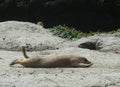 Black Tailed Prairie Dog, at trhe zoo. Royalty Free Stock Photo