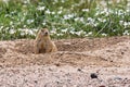 Black-tailed prairie dog Cynomys ludovicianus at Rocky Mountain Arsenal National Wildlife Refuge, Commerce City, CO, USA Royalty Free Stock Photo