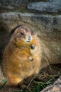 The black-tailed prairie dog, Cynomys ludovicianus Royalty Free Stock Photo