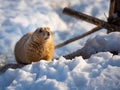 Black-tailed prairie dog Cynomys ludovicianuson snow Royalty Free Stock Photo