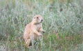 Black-tailed prairie dog Cynomys ludovicianus sitting up at prairie dog town Royalty Free Stock Photo