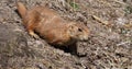 Black-Tailed Prairie Dog, cynomys ludovicianus, standing at Den Entrance Royalty Free Stock Photo