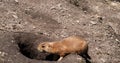 Black-Tailed Prairie Dog, cynomys ludovicianus, standing at Den Entrance Royalty Free Stock Photo