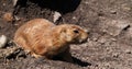 Black-Tailed Prairie Dog, cynomys ludovicianus, standing at Den Entrance Royalty Free Stock Photo