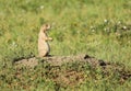 Black-tailed prairie dog (Cynomys ludovicianus) standing in meadow. Royalty Free Stock Photo