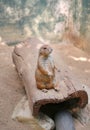 Black tailed prairie dog Cynomys ludovicianus standing on the wood log Royalty Free Stock Photo