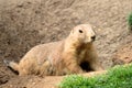 Black-tailed prairie dog Cynomys ludovicianus Royalty Free Stock Photo