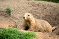 Black-tailed prairie dog Cynomys ludovicianus Royalty Free Stock Photo