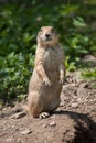 Black-tailed prairie dog Cynomys ludovicianus. Royalty Free Stock Photo