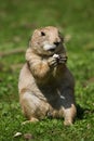 Black-tailed prairie dog Cynomys ludovicianus Royalty Free Stock Photo