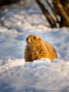 Black-tailed prairie dog Cynomys ludovicianuson snow Royalty Free Stock Photo