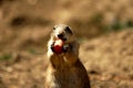 Black tailed prairie dog eating carrot Royalty Free Stock Photo