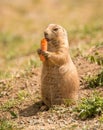 Black tailed prairie dog eating carrot Royalty Free Stock Photo