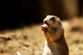 Black-tailed Prairie dog eating carrot - on a blurred background Royalty Free Stock Photo