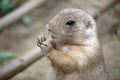 Black Tailed Prairie Dog Eating Close Up Portrait Royalty Free Stock Photo