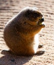 Black tailed prairie dog eating grass Royalty Free Stock Photo