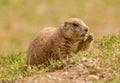 Black tailed prairie dog eating grass Royalty Free Stock Photo