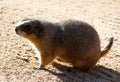 Black tailed prairie dog eating grass Royalty Free Stock Photo