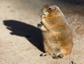 Black tailed prairie dog eating grass Royalty Free Stock Photo