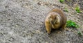 Black tailed prairie dog eating hay, adorable closeup portrait, tropical rodent specie from America Royalty Free Stock Photo