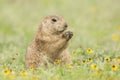 Black-tailed prairie dog eating springtime flowers Royalty Free Stock Photo