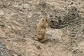 Black Tailed Prairie Dog at Northumberland Zoo Royalty Free Stock Photo