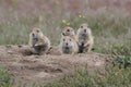 Black Tailed Prairie Dog, First Peoples Buffalo Jump State Park Montana,USA Royalty Free Stock Photo