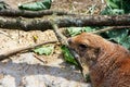 A black-tailed prairie dog gnawing a branch