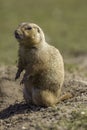 Black-tailed prairie dog or marmot Cynomys ludovicianus standi