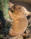 Black-tailed prairie dog eating on a log Royalty Free Stock Photo