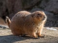 Black-tailed prairie dog watching from a rock Royalty Free Stock Photo