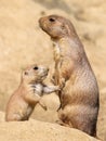 Black-tailed prairie dog mother with her child Royalty Free Stock Photo