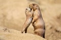 Black-tailed prairie dog mother with her child Royalty Free Stock Photo