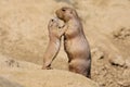 Black-tailed prairie dog mother with her child Royalty Free Stock Photo