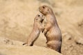 Black-tailed prairie dog mother with child Royalty Free Stock Photo