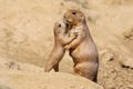 Black-tailed prairie dog mother with child Royalty Free Stock Photo