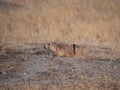 Black Tailed Prairie Dog on the Mound