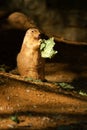 Black-tailed prairie dog Royalty Free Stock Photo