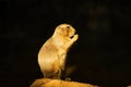 Black-tailed prairie dog Royalty Free Stock Photo