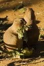 Black-tailed prairie dog Royalty Free Stock Photo