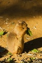 Black-tailed prairie dog Royalty Free Stock Photo