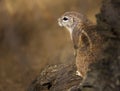 The black-tailed prairie dog from Prague zoo - Cynomys ludovicianus.