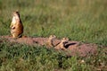 Black-tailed Prairie Dog Pups 54901