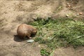 Black-tailed prairie dog - rodent eating grass