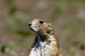 Black-tailed Prairie Dog 604446