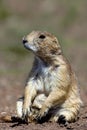 Black-tailed Prairie Dog 604448